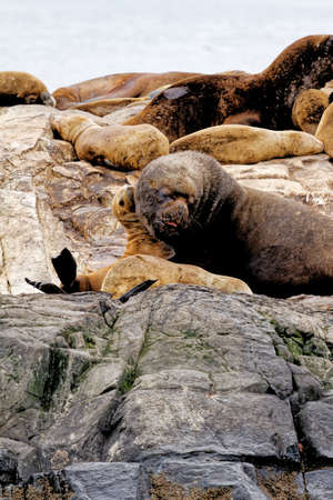 Group of Sea Lions on the Rocky La Isla de Los Lobos Islan in Beagle Channel, Ushuaia, Patagonia, Argentinaの写真素材
