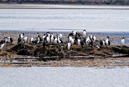 Colony of Imperial Cormorants (Leucocarbo atriceps) in the Beagle Channel, Ushuaia, Tierra del Fuego, Argentina, South Americaの写真素材
