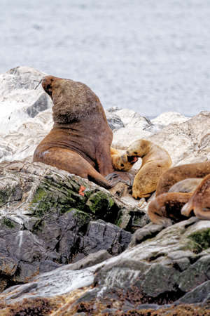 Group of Sea Lions on the Rocky La Isla de Los Lobos Islan in Beagle Channel, Ushuaia, Patagonia, Argentinaの写真素材