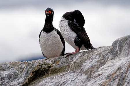 Colony of Imperial Cormorants (Leucocarbo atriceps) in the Beagle Channel, Ushuaia, Tierra del Fuego, Argentina, South Americaの写真素材