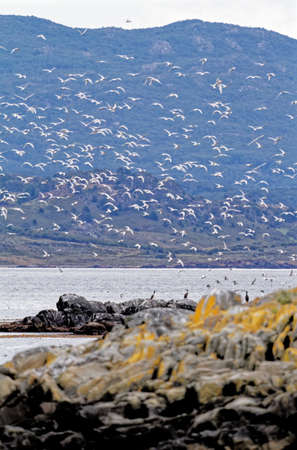 South American Tern (Sterna hirundinacea), Beagle Channel, Argentina, South Americaの写真素材