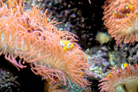 Beautiful colorful coral reef and tropical fish underwater in the Genoa Aquarium in Genoa, Liguria,...