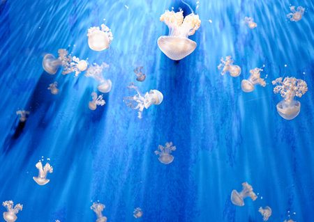 Phyllorhiza punctata - species of jellyfish, known as the floating bell, Australian spotted...