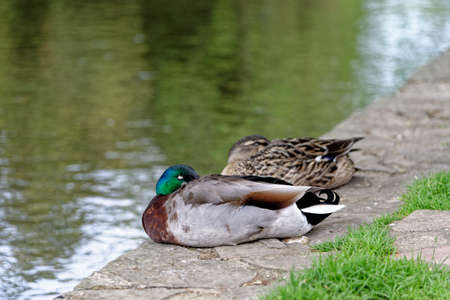 Ducks on the river Windrush - Summer afternoon in the Cotswold village of Bourton on the Water, Gloucestershire, England, United Kingdom. 25th of May 2015の写真素材