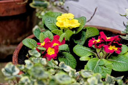 Rustic garden pot in rural village - garden ideas and small garden designの写真素材