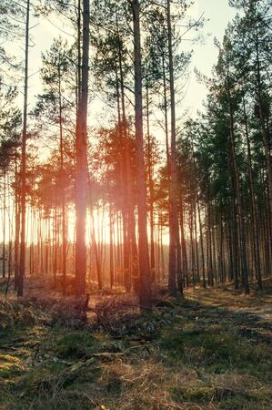 The image of beautiful forest.の写真素材