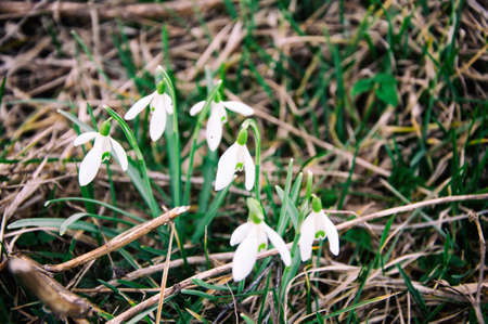 white flowers green grass