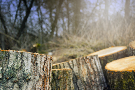 Wood in forest.