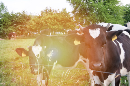 cows on green meadowの写真素材