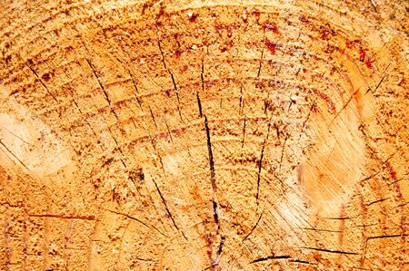 Abstract background like slice of wood timber natural.