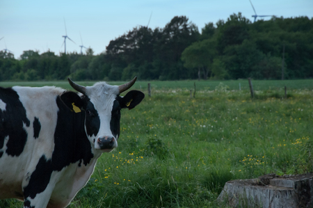cows on green meadowの写真素材