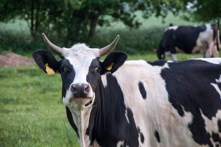 cows on green meadowの写真素材