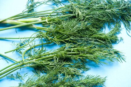 Fresh dill close up on blue backgroundの写真素材