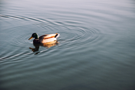 Duck floating on the lake