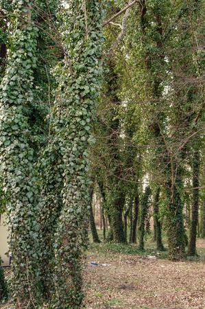 Green treesの写真素材