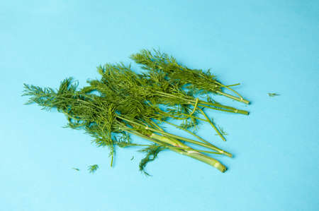 Fresh dill close up on blue backgroundの写真素材