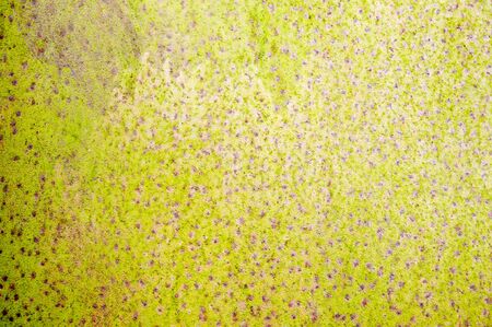 Dirty yellow backgroundの写真素材