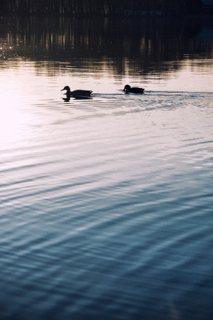 Duck floating on the lakeの写真素材