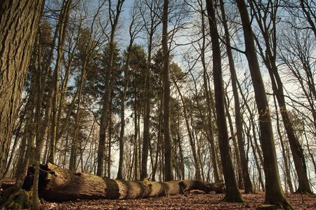 The image of fallen tree in the forest