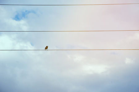 One bird on power lineの写真素材