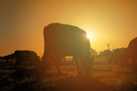 Cows on pasture at sunsetの写真素材