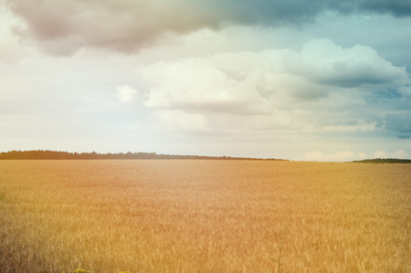 Wheat fields in the middle of the dayの写真素材