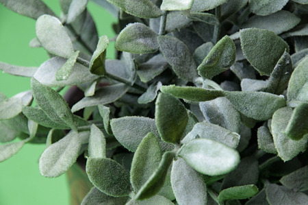The image of artificial plant on a green backfoundの写真素材
