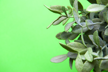 The image of artificial plant on a green backfoundの写真素材