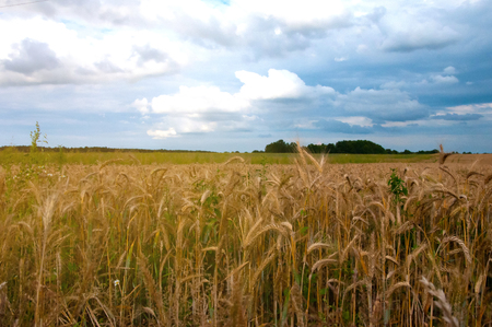 Wheat fields in the middle of the dayの写真素材