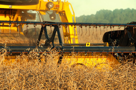Rape field and combine at work.