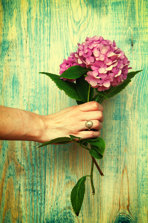 Woman's hand holding hydrangea blue abstract wooden background.の写真素材