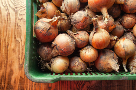 Onions in a basket on a wooden background.の写真素材