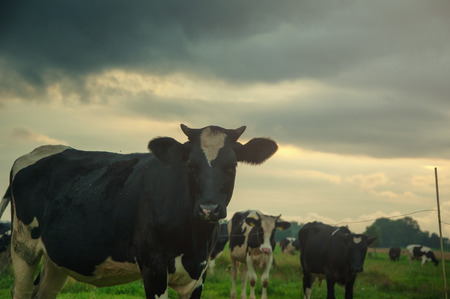 Grazing cows on green meadowの写真素材