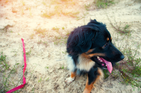 Black dog sitting and resting on the sand.の写真素材