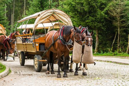 Palenica Bialczanska, Poland - Carriage with horses near Morskie oko in Poland. Tatra Mountains...