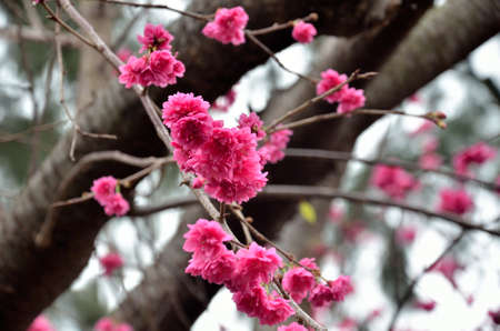 Pink color Cherry blossom when spring seasonの写真素材