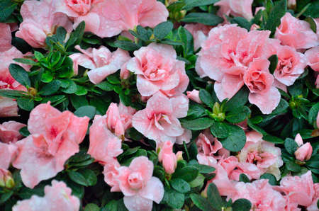 Raindrops on flowersの写真素材