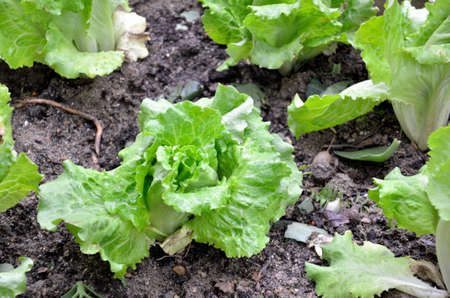 Vegetable Gardenの写真素材