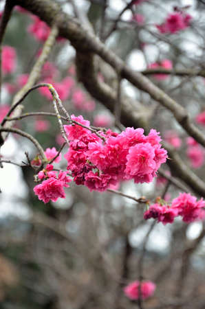 Pink Wild Cherry blossom on the tree in springの写真素材