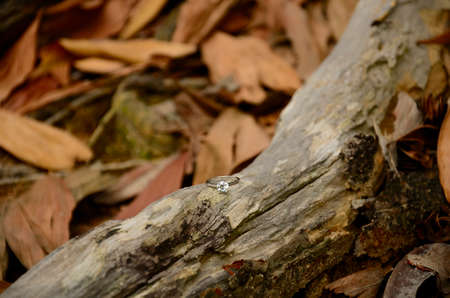 Diamond ring on the tree trunk with many fall leaves on the ground of the forest in autumnの写真素材