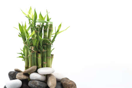 bamboo with stone isolated on white backgroundの写真素材
