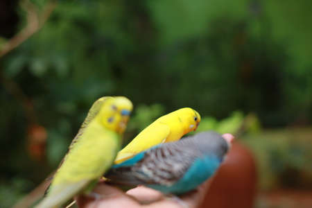 Nuri bird Colorful eating on people hand