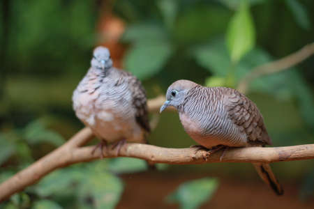 Zebra dove, Geopelia striata, common tame Philippine dove small bird (merbuk) selective focusedの写真素材