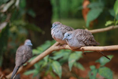 Zebra dove, Geopelia striata, common tame Philippine dove small bird (merbuk) selective focusedの写真素材
