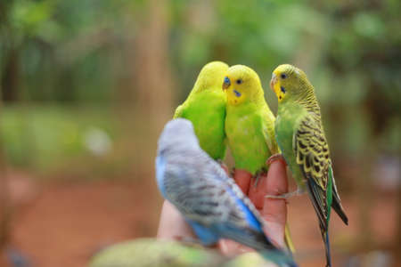 Nuri bird Colorful eating on people handの写真素材