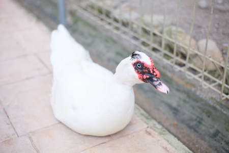 duck with the background of a natural zooの写真素材