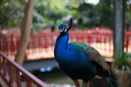 Peacock close up in zooの写真素材