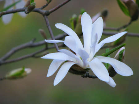 Beautiful flower in botanic garden.の素材
