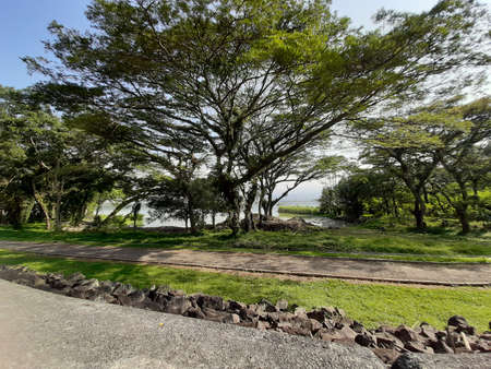 tree and lake with barrierの写真素材