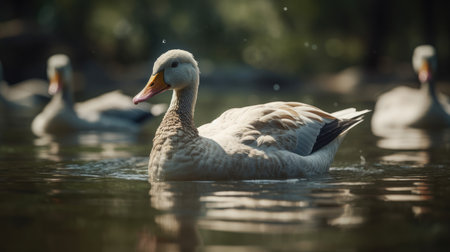 Beautiful white ducks swimming in the lake. Selective focus.の素材